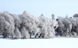 splendiferous white forest