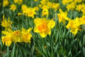 yellow daffodils in the garden