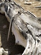 Driftwood tree on the beach