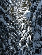 Snow on the trees in the forest