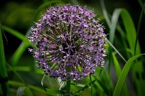 Beautiful wild flower on the meadow in summer