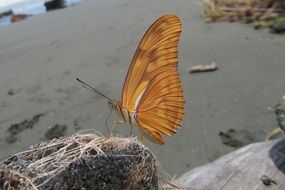 yellow butterfly on the stone