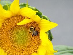 Bee on yellow sunflowers