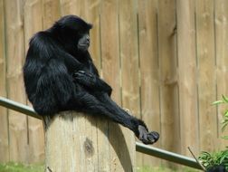Symphalangus syndactylus or siamang monkey in the zoo