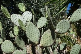 green cactus with thorns