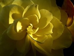 yellow bush bud in the shade