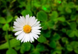 white daisy in spring