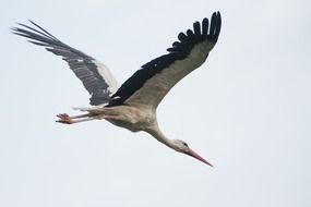 stork against a gray sky