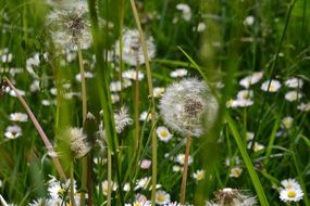 a lot of dandelion meadow in summer