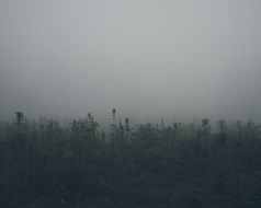 Trees in fog
