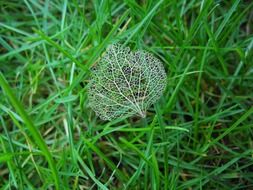 Skeleton leaf on green grass