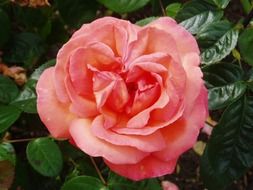 Beautiful rose flower is blooming in the garden