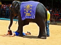 Elephant stands with foot on back of woman, show, thailand, Pattaya