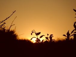 silhouettes of the plants on golden sunset background