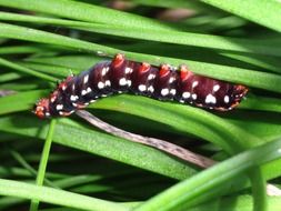 fleshy red caterpillar on a blurred background