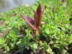 amazing beauty fallopia invasive plant