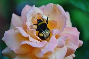 Close-up of the colorful hummel on the beautiful flower on a blurred background