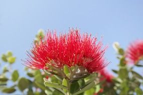 red flowers in bloom