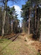 trail among forest trees on a sunny day, germany
