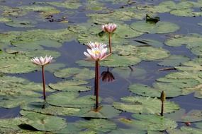 Photo of small water lilies in a pond