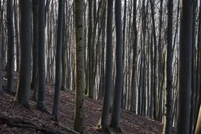 beech wood trees