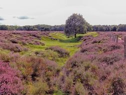 impressive holland landscape