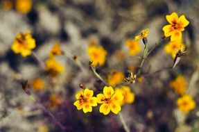 flower yellow selective