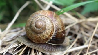 snail on dry grass close up