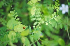 Close up photo of ladybug is on a green leaf