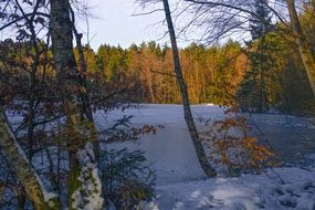 winter forest frozen lake