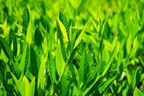 green leaves of laurus