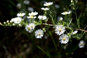 blooming daisies in a dark forest