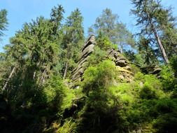 Green plants on a rock in Switzerland