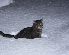 cat in a snowdrift