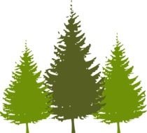 Drawings of green spruce on a white background