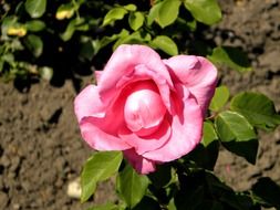 Pink rose in the flowerbed in the garden