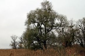 Mistletoe is the English common name for most obligate hemiparasitic plants in the order Santalales