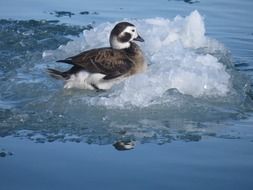 long tailed duck on ice