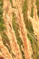 ears of grass in the sun