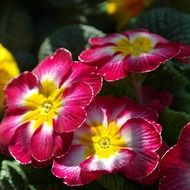 Picture of primrose flowers