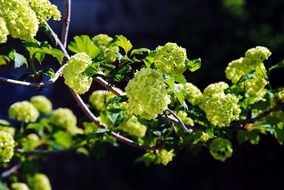 branch leaves