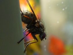 side view of housefly, macro