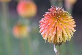 Kniphofia, Red Hot Poker, inflorescence close up