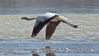 big flamingo flying low over the water