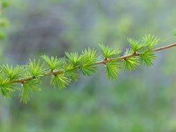green fresh larch twig close