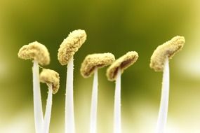 flower stamens