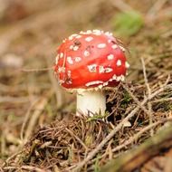 spotted toxic mushroom close-up