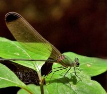 Black-tipped dragonfly in a forest