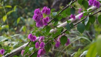 purple bougainvillea flowers with green leaves