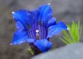 blue enzian flower